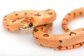 Thayeri Kingsnake Royalty Free Stock Photo