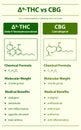 Ã¢Ëâ 9-THC vs CBG, Delta 9 Tetrahydrocannabinol vs Cannabigerol vertical infographic Complete