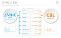 Ã¢Ëâ 8-THC vs CBL, Delta 8 Tetrahydrocannabinol vs Cannabicyclol horizontal business infographic Royalty Free Stock Photo