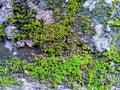 Mosses are small plants that have pseudo stems and grow upright Royalty Free Stock Photo