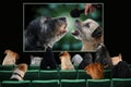 Dogs in cinema looking a music movie Royalty Free Stock Photo