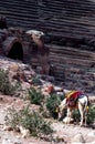 Theatre of petra Jordan Royalty Free Stock Photo