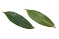 thebu leaves, costus speciosus foliage isolated