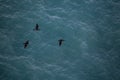 Thee black seagulls flying with sea water on background