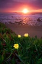 Thee Iceplants in the Pacific Coast