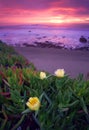 Thee Iceplants in the Pacific Coast