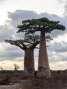 TheEarly evening in the popular Baobab alle. Adansonia grandidieri. Kivalo Est, Madagascar