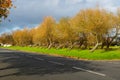 Wierd Looking Laid back Trees in Scotland