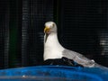 TheEuropean herring gull Larus argentatus on trash container looking for food in bags of human garbage. Living in city acting as Royalty Free Stock Photo