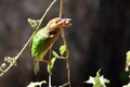 A theif caught-Brown headed barbet Royalty Free Stock Photo