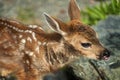 Cute Spotted White tailed Fawn. Royalty Free Stock Photo