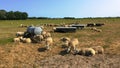 Dutch sheep on the Island of Texel
