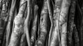 In their simplicity the tree trunks held a captivating and complex natural beauty. Black and white art. Royalty Free Stock Photo