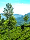 Beautiful landscape with wild forest and Periyar River, Kerala, India Royalty Free Stock Photo