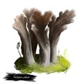 Thelephora palmata, stinking earthfan or fetid false coral mushroom closeup digital art illustration. Branches of fruit body end