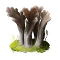 Thelephora palmata, stinking earthfan or fetid false coral mushroom closeup digital art illustration. Branches of fruit