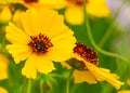 Thelesperma filifolium blooming or also known as Stiff greenthread, Shomy Navajo Tea and Greenthread in the Aster family