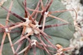 Thelocactus cacti