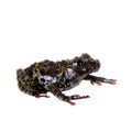 Theloderma bicolor, rare spieces of frog on white Royalty Free Stock Photo