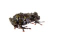 Theloderma bicolor, rare spieces of frog on white Royalty Free Stock Photo