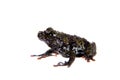 Theloderma bicolor, rare spieces of frog on white Royalty Free Stock Photo