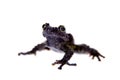 Theloderma bicolor, rare spieces of frog on white Royalty Free Stock Photo