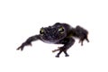 Theloderma bicolor, rare spieces of frog on white Royalty Free Stock Photo