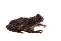 Theloderma bicolor, rare spieces of frog on white Royalty Free Stock Photo