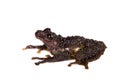 Theloderma bicolor, rare spieces of frog on white Royalty Free Stock Photo