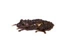 Theloderma bicolor, rare spieces of frog on white Royalty Free Stock Photo