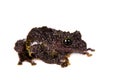 Theloderma bicolor, rare spieces of frog on white Royalty Free Stock Photo