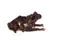 Theloderma bicolor, rare spieces of frog on white Royalty Free Stock Photo