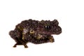 Theloderma bicolor, rare spieces of frog on white Royalty Free Stock Photo