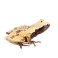 Theloderma chyangsinense, rare spieces of mossy frog on white Royalty Free Stock Photo