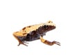 Theloderma chyangsinense, rare spieces of mossy frog on white Royalty Free Stock Photo