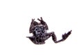 Theloderma horridum, rare spieces of frog on white Royalty Free Stock Photo