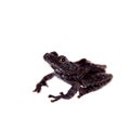 Theloderma horridum, rare spieces of frog on white Royalty Free Stock Photo