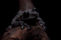 Theloderma ryabovi, rare spieces of frog on black Royalty Free Stock Photo