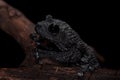 Theloderma ryabovi, rare spieces of frog on black Royalty Free Stock Photo