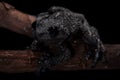Theloderma ryabovi, rare spieces of frog on black Royalty Free Stock Photo