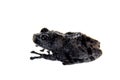 Theloderma ryabovi, rare spieces of frog on white Royalty Free Stock Photo