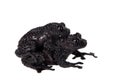 Theloderma ryabovi, rare spieces of frog on white Royalty Free Stock Photo