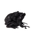 Theloderma ryabovi, rare spieces of frog on white Royalty Free Stock Photo