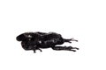 Theloderma ryabovi, rare spieces of frog on white Royalty Free Stock Photo