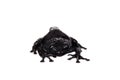 Theloderma ryabovi, rare spieces of frog on white Royalty Free Stock Photo