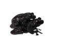 Theloderma ryabovi, rare spieces of frog on white Royalty Free Stock Photo