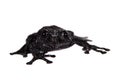 Theloderma ryabovi, rare spieces of frog on white Royalty Free Stock Photo