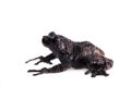 Theloderma ryabovi, rare spieces of frog on white Royalty Free Stock Photo