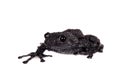 Theloderma ryabovi, rare spieces of frog on white Royalty Free Stock Photo