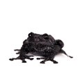 Theloderma ryabovi, rare spieces of frog on white Royalty Free Stock Photo